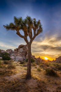 Joshua Tree National Park Wall Art