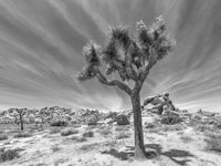Joshua Tree National Park Inspirational Monochrome Wall Art