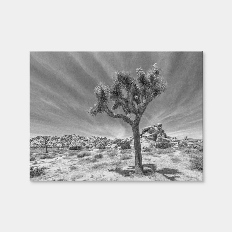 AUTO-MOCKUP WHITE | Joshua Tree National Park Inspirational Monochrome | 1 Piece | Gallery Wrap Canvas | group=4x3