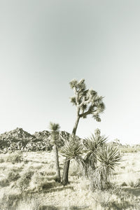 Joshua Tree National Park Vintage Wall Art