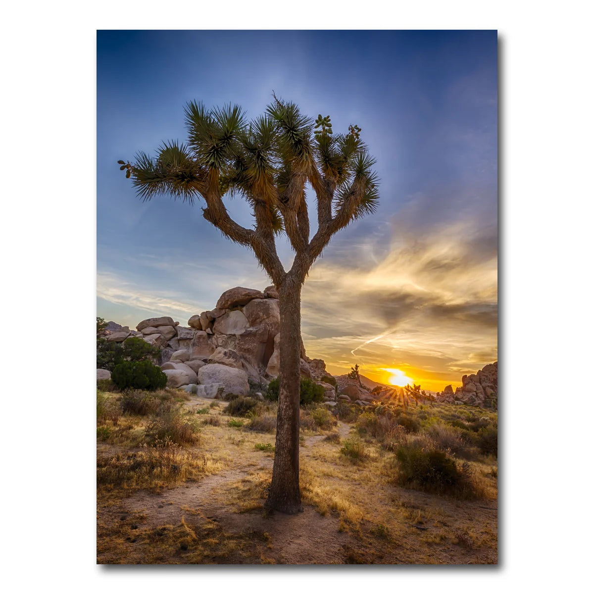 Joshua Tree National Park Wall Art