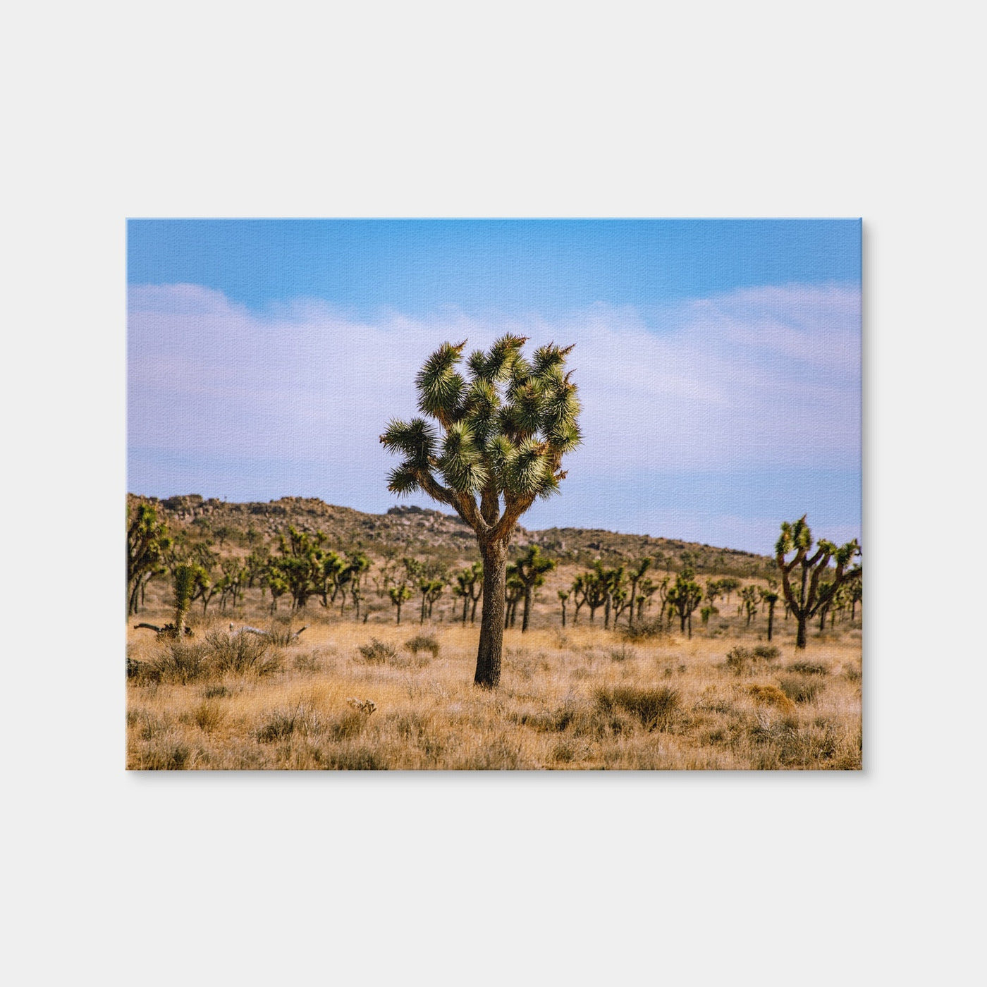 AUTO-MOCKUP WHITE | Joshua Tree | 1 Piece | Gallery Wrap | group=4x3