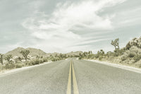 Joshua Trees Park Boulevard Wall Art