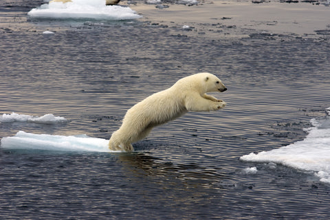 Jumping Polar bear Wall Art