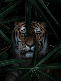 Jungle Cat Wall Art