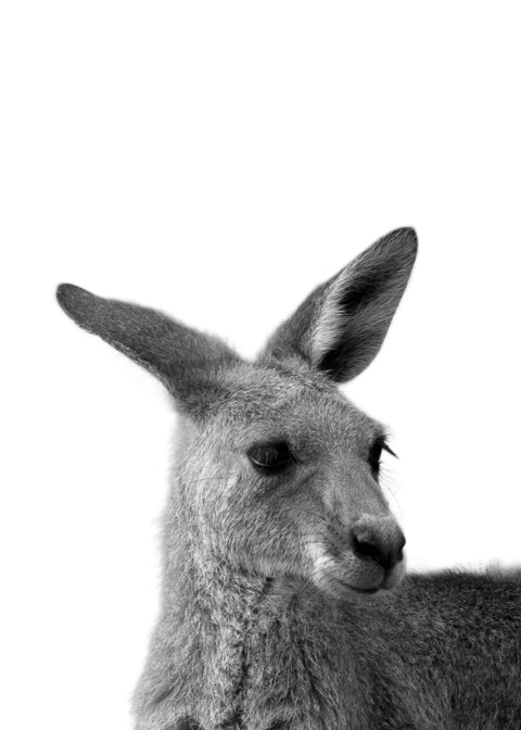 Kangaroo Wall Art
