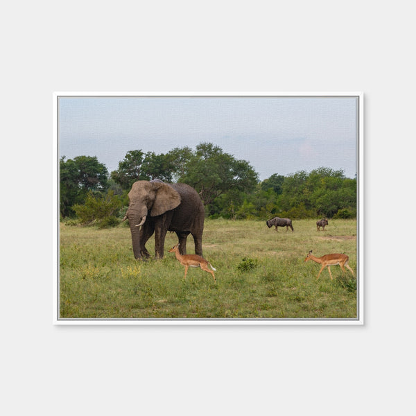 Kruger National Park Wall Art — Framed Canvas Format preview