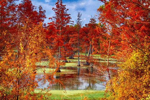 Lake Conway Cypress Trees Wall Art