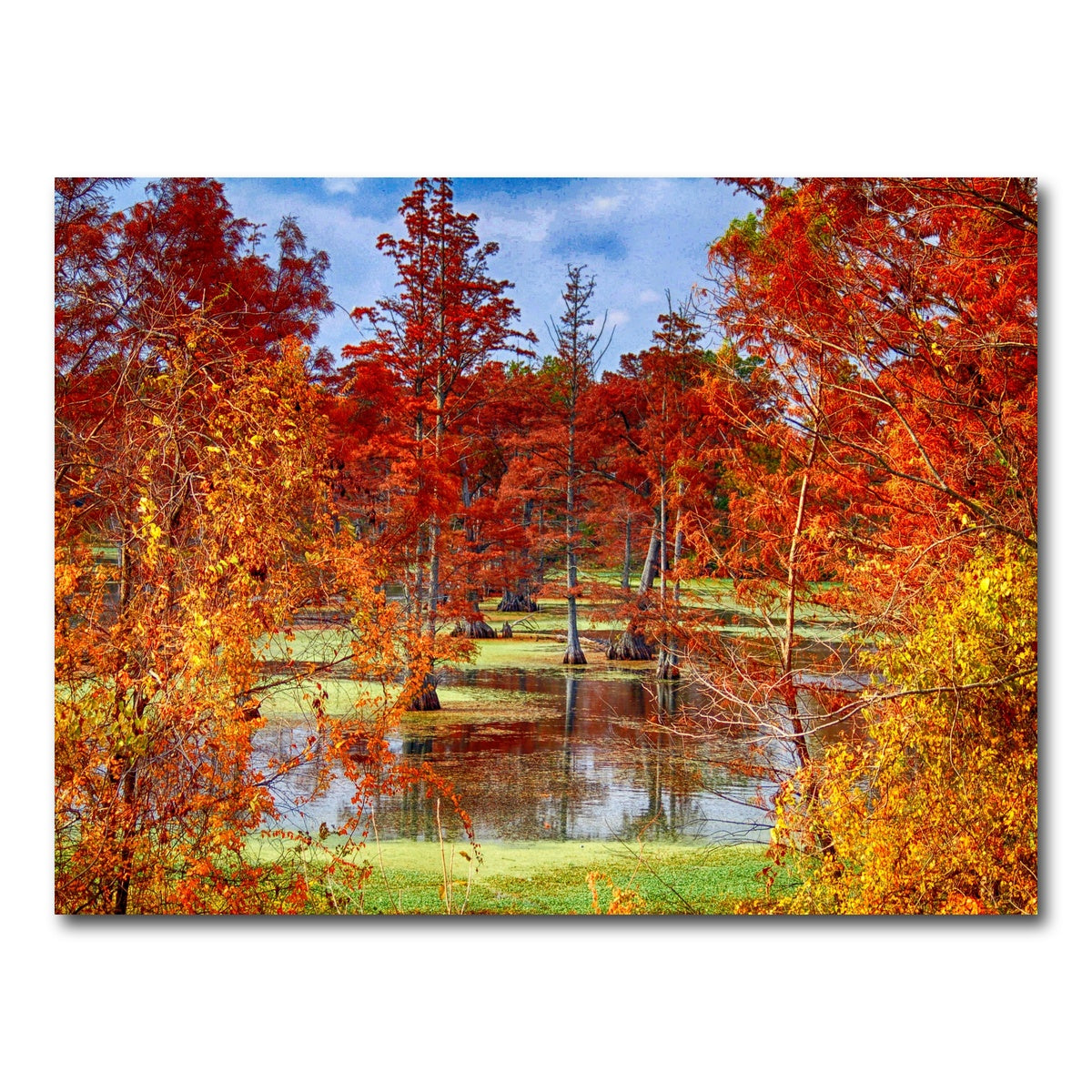 AUTO-MOCKUP WHITE | Lake Conway Cypress Trees | 1 Piece | Gallery Wrap Canvas | group=4x3