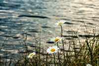 Lake Flowers Wall Art