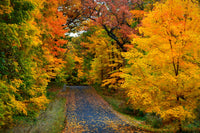 Lake Geneva Wisconsin Fall Road Wall Art