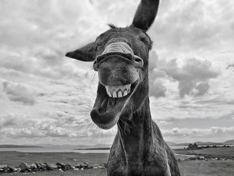 Laughing Donkey Wall Art