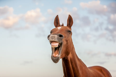 Laughing horse Wall Art