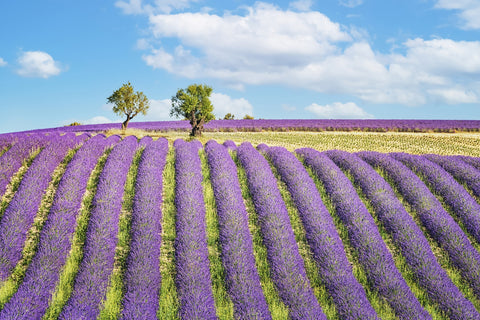Lavender Field Wall Art