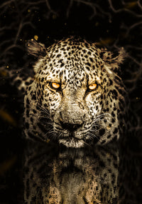 Leopard Wall Art