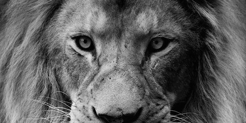 Lion Wall Art