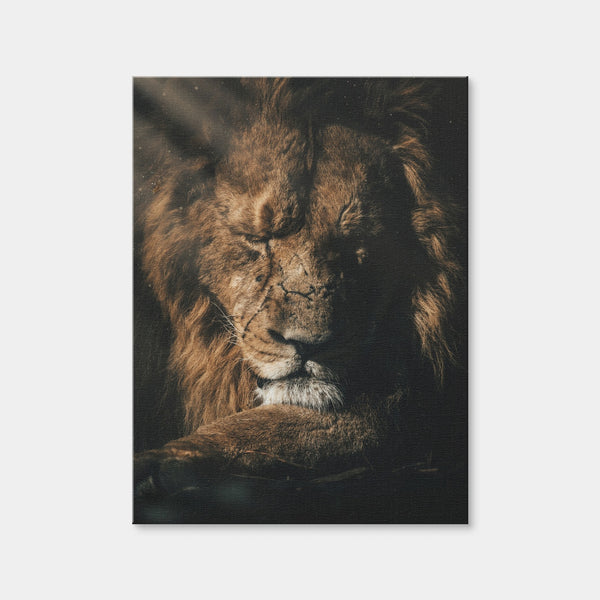 Lion Sleeping Wall Art — Canvas Wrap Format preview