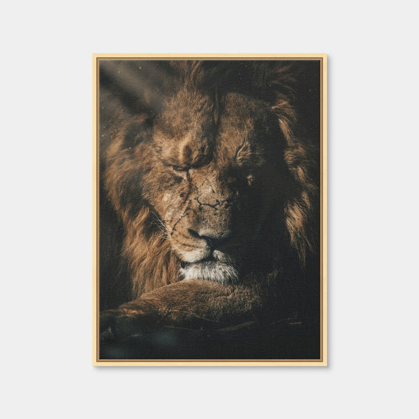 Lion Sleeping Wall Art — Framed Canvas Format preview