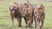Lions Art Wall Art