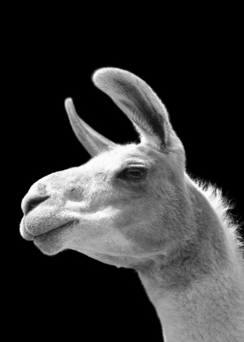Llama Wall Art