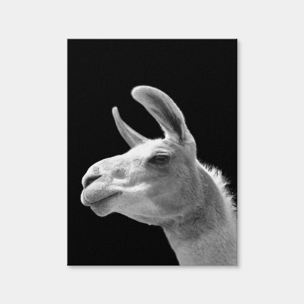 Llama Wall Art — Canvas Wrap Format preview