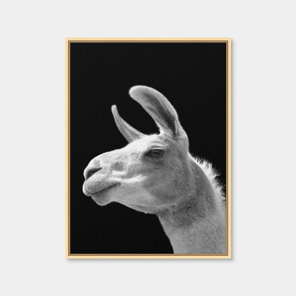 Llama Wall Art — Framed Canvas Format preview
