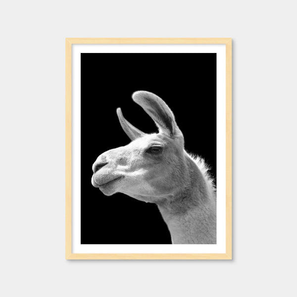Llama Wall Art — Framed Print Format preview