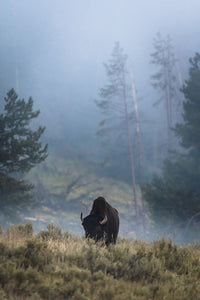 Lone Buffalo Wall Art
