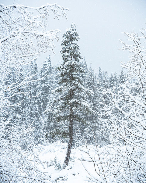 Lone Tree Wall Art