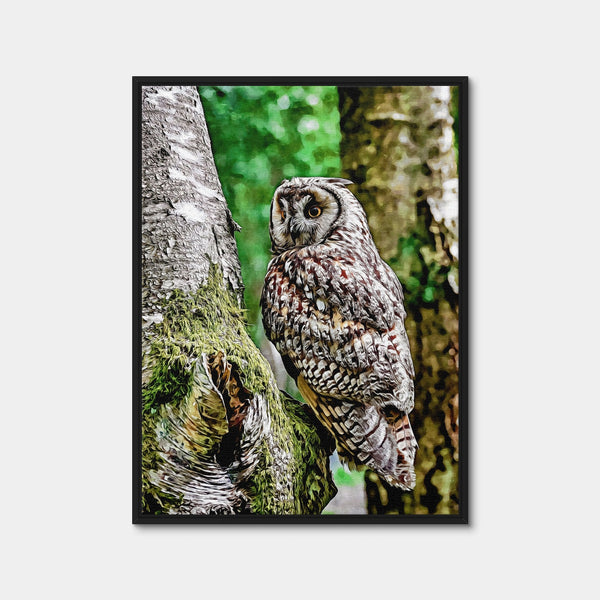 Long Eared Owl Wall Art — Framed Canvas Format preview