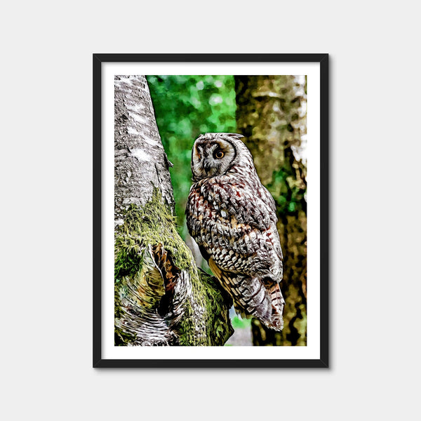 Long Eared Owl Wall Art — Framed Print Format preview