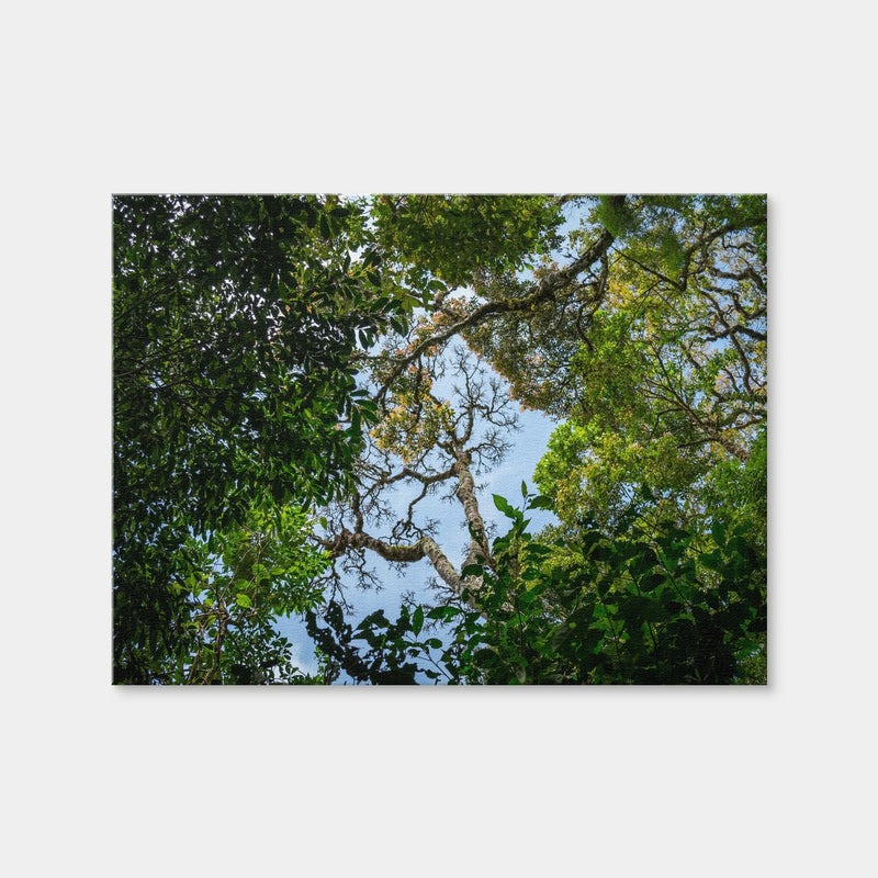 AUTO-MOCKUP WHITE | Look Up in the Forest | 1 Piece | Gallery Wrap Canvas | group=4x3
