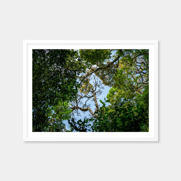 Look Up in the Forest Wall Art — Framed Print Format preview