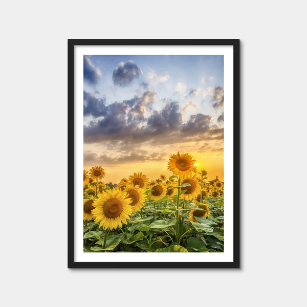 Lovely Sunflowers in Sunset Wall Art — Framed Print Format preview