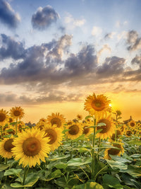 Lovely sunflowers in sunset Wall Art
