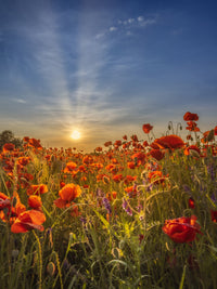 Lovely sunset in a poppy field Wall Art