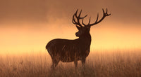 Majestic Deer Wall Art