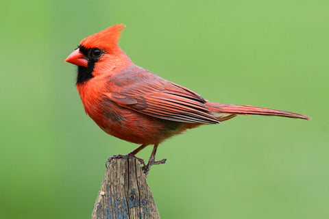 Male Northern Cardinal Wall Art
