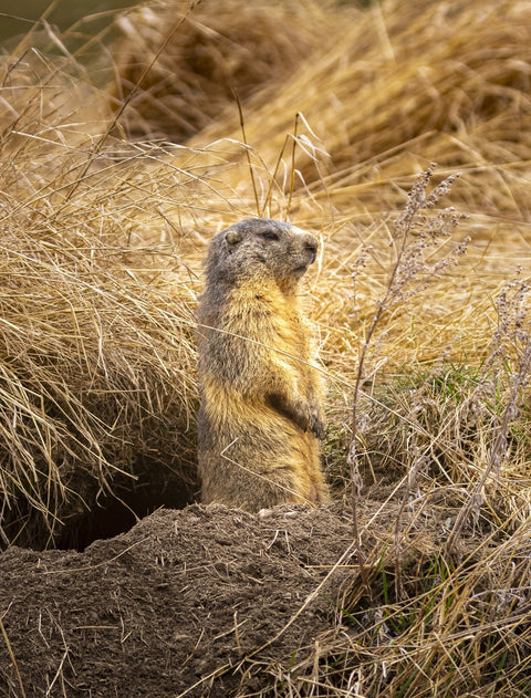 Marmotte du Queyras Wall Art