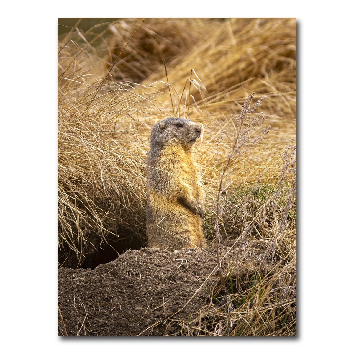 AUTO-MOCKUP WHITE | Marmotte du Queyras | 1 Piece | Gallery Wrap Canvas | group=3x4