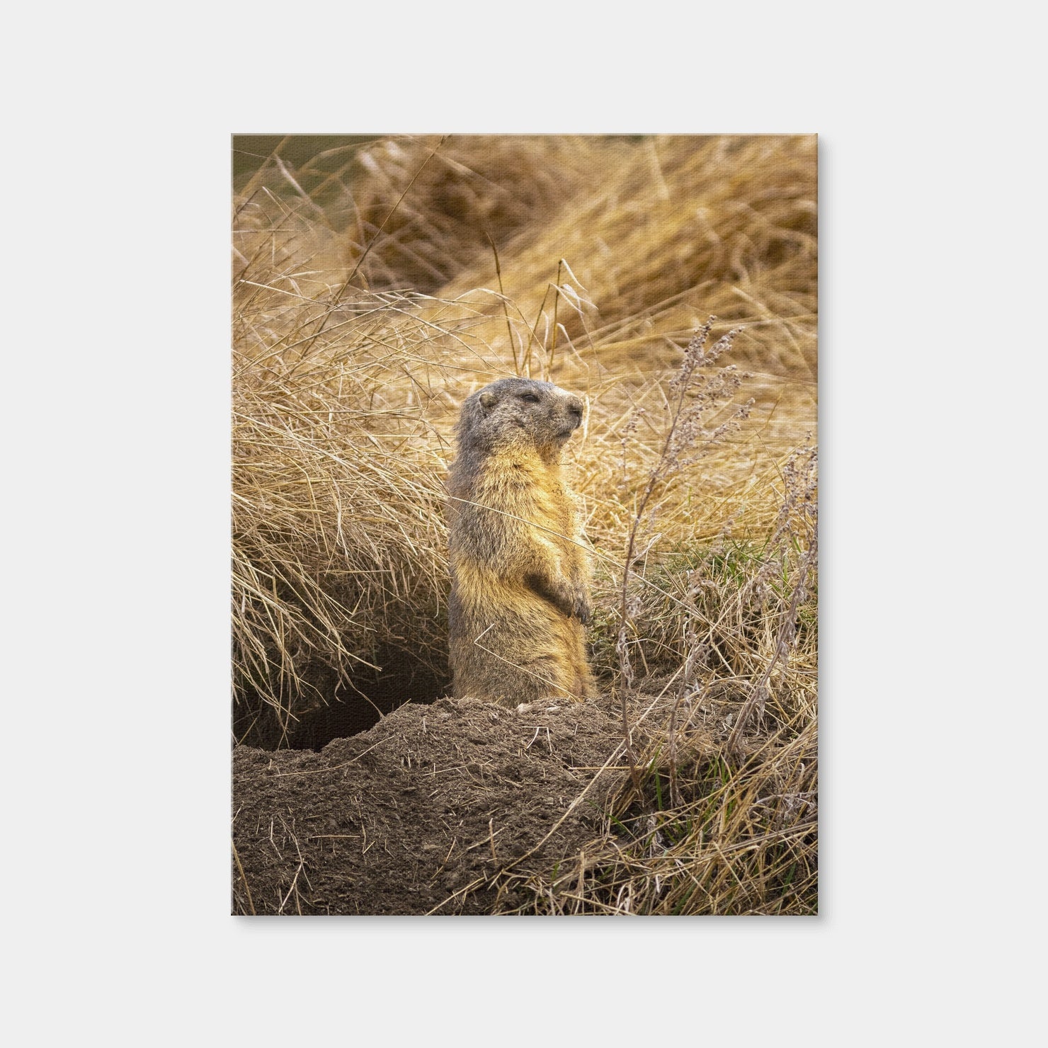 AUTO-MOCKUP WHITE | Marmotte du Queyras | 1 Piece | Gallery Wrap Canvas | group=3x4