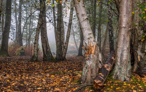 Misty Morning Wall Art