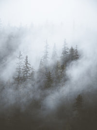 Misty Trees Wall Art