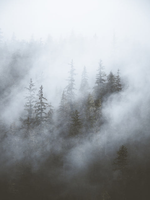 Misty Trees Wall Art