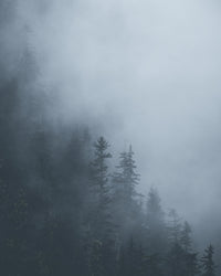 Misty Trees 1 Wall Art