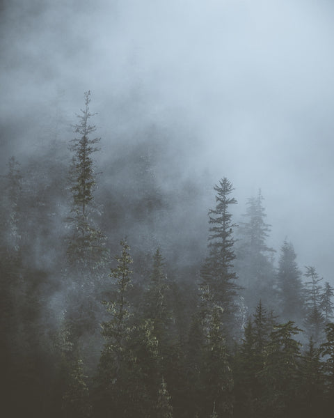 Misty Trees 3 Wall Art