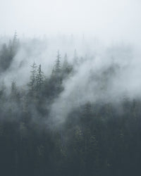 Misty Trees 4 Wall Art