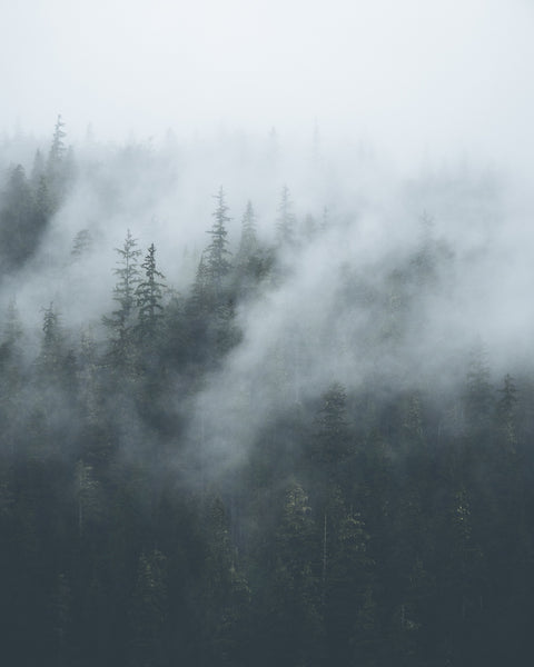 Misty Trees 4 Wall Art