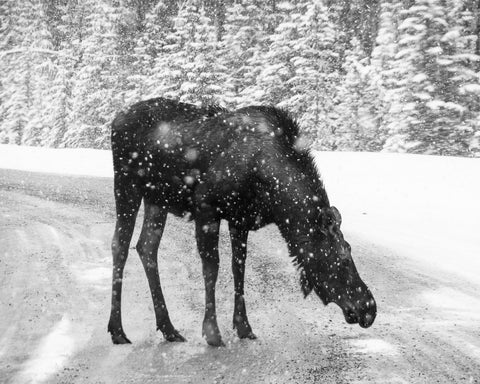 Moose Wall Art