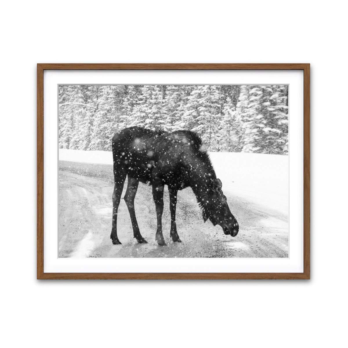 Moose Wall Art